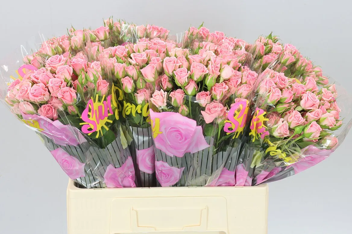Rosa Tr Odilia • 60 cm