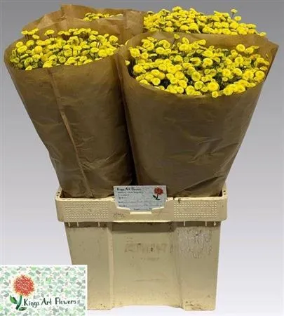 Tanacetum Amazone • 60 cm