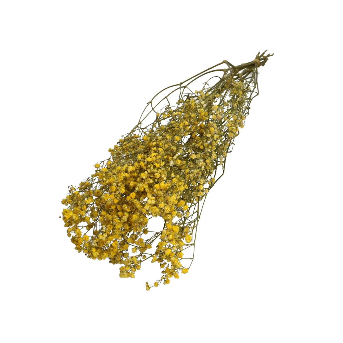 Sušená gypsomilka žltá 70 cm, 50 g