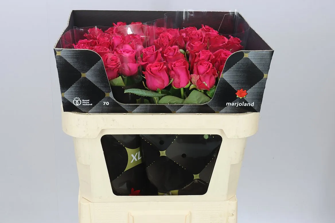 Rosa Gr Xoch • 70 cm