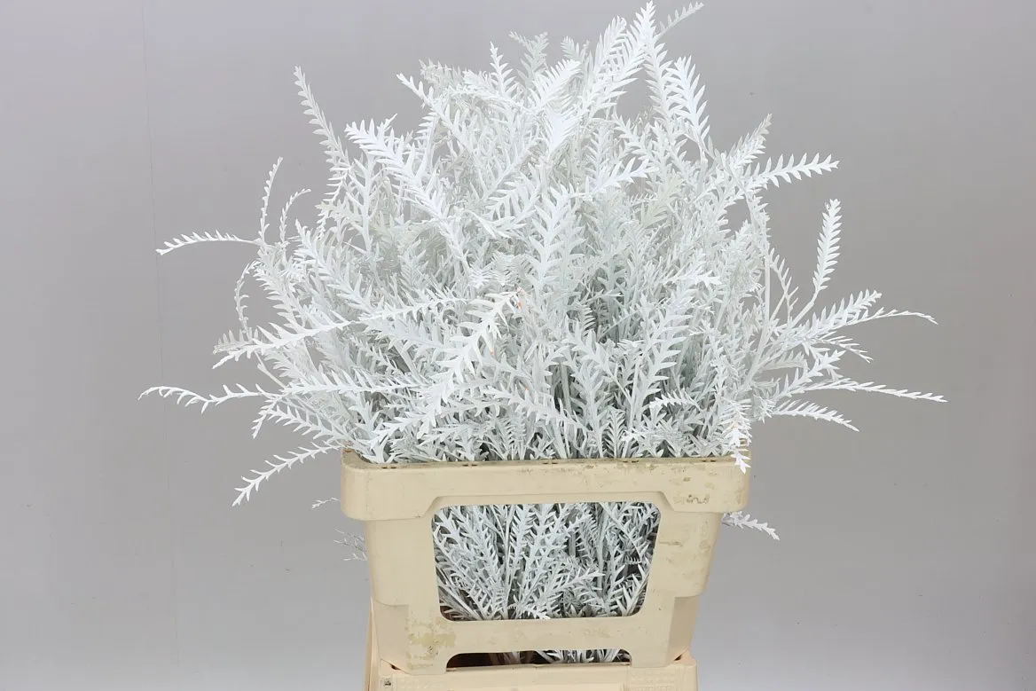 Ivanhoe White • 60 cm