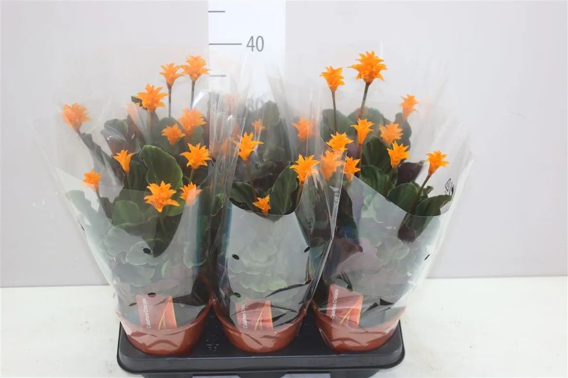 Calathea Crocata 5+ • črepník 14 cm