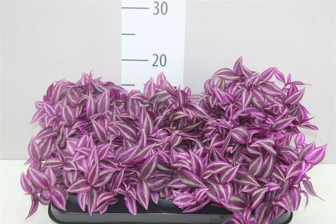 Tradescantia Pink Paradise • črepník 12 cm