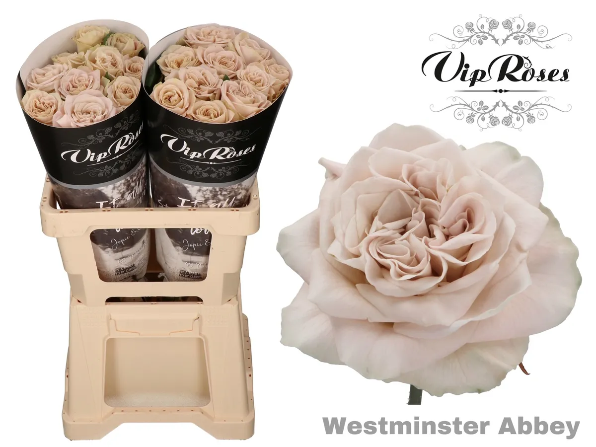 R Gr Wminster Abbey! X20 • 60 cm