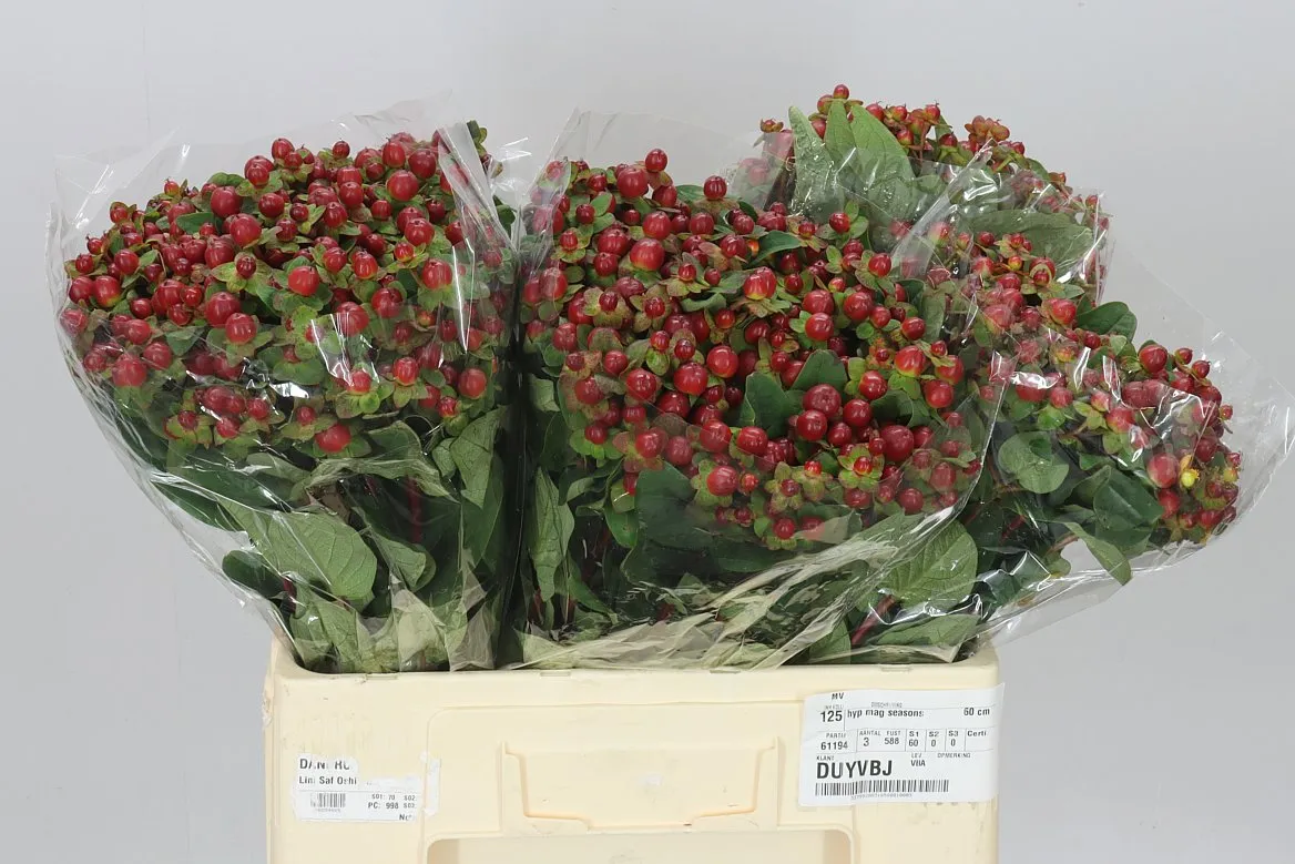 Hyperikum Mag Seasons • 60 cm