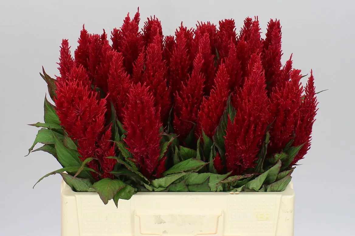 Celózia P Century Red • 55 cm