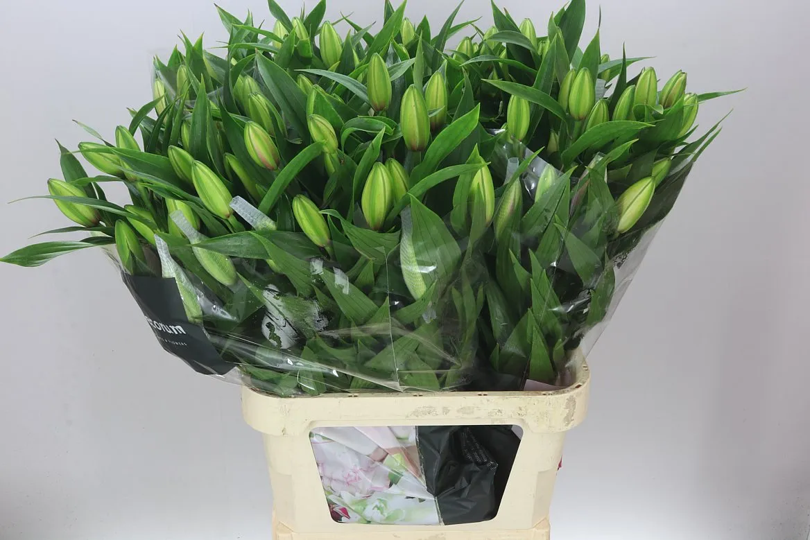 Lil Or Roselily Viola ( Double ) • 95 cm
