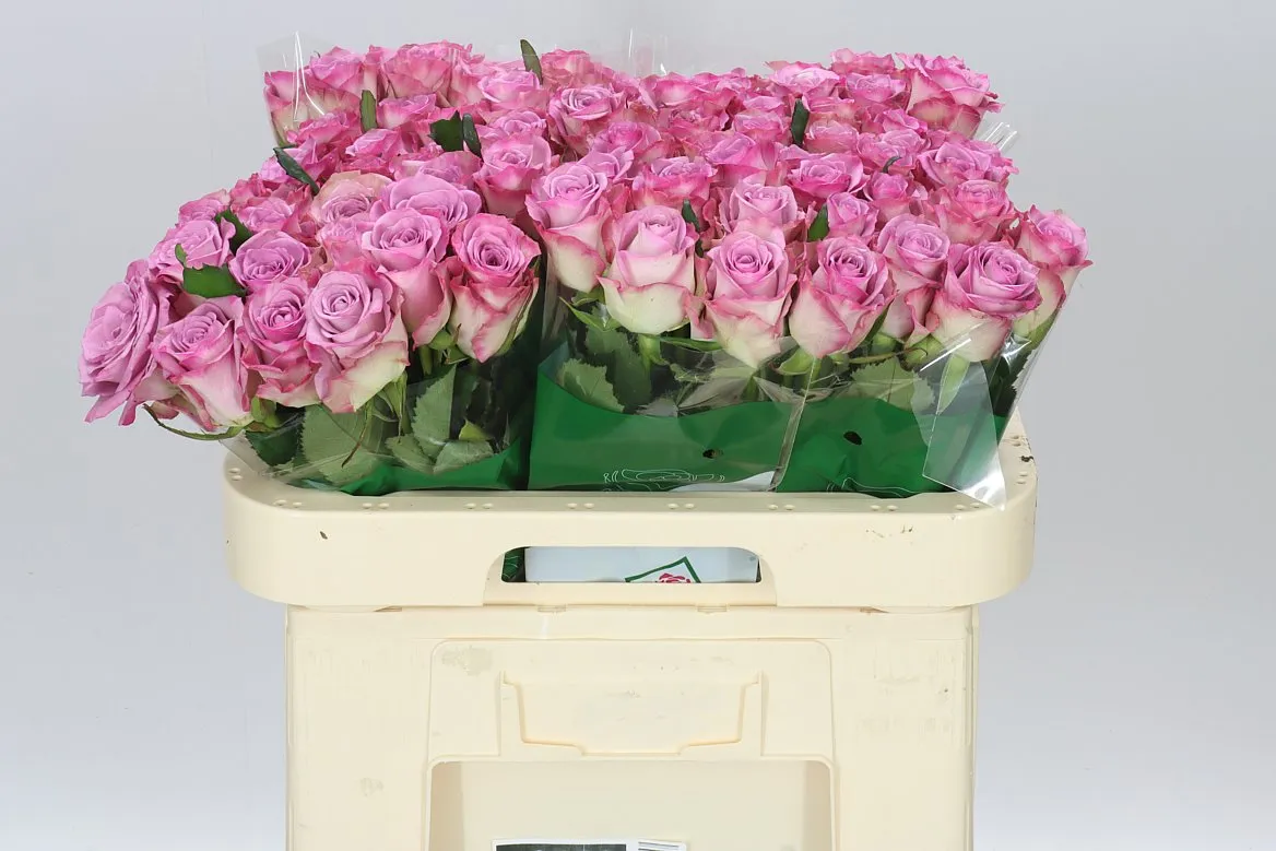 Rosa Gr Thriller • 60 cm