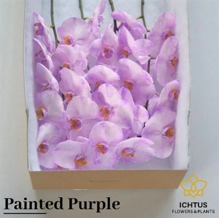 Orchidea Phalaenopsis farbená Purple X25