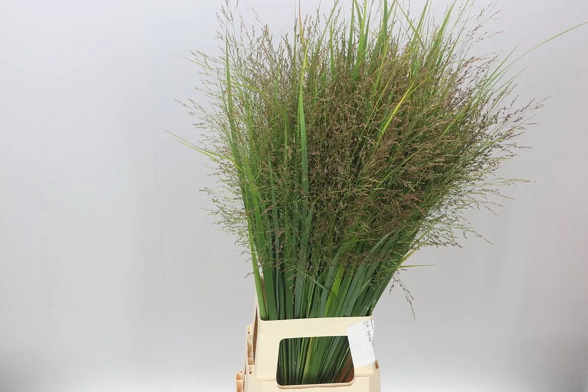 Panicum Vi Northwind • 90 cm