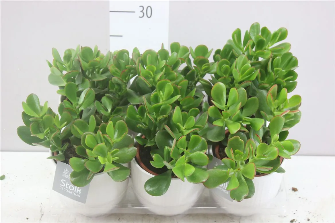 Crassula Ovata Liv Keramiek • črepník 13 cm