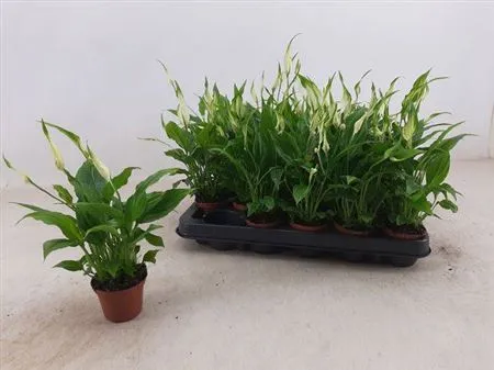 Spathiphyllum Chopin • črepník 6 cm