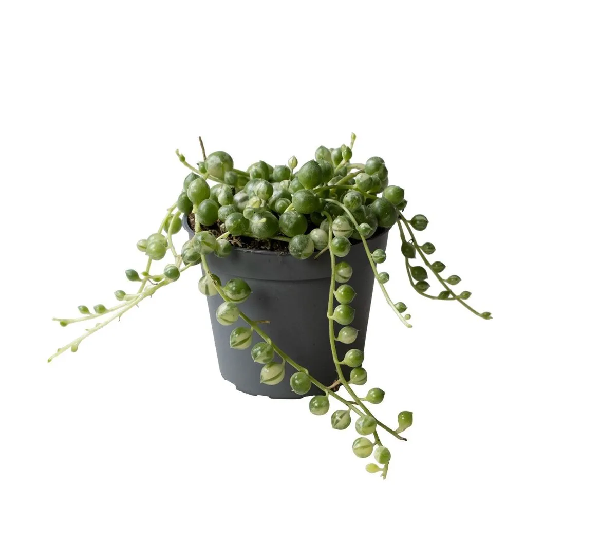 Senecio Rowleyanus Variegata • črepník 6 cm