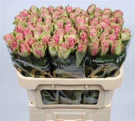Ruža Belle Rose • 70 cm