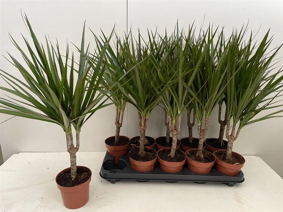 Dracaena Marginata 1 Stam • črepník 12 cm