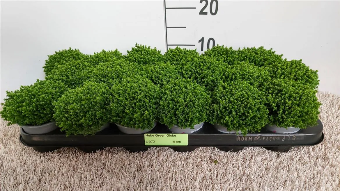 Hebe Green Globe • črepník 9 cm