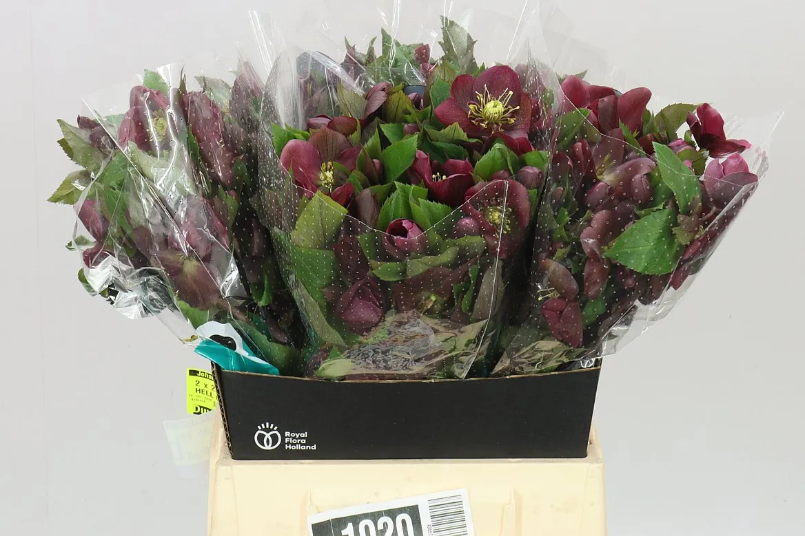 Helleborus Classic One Red • 45 cm