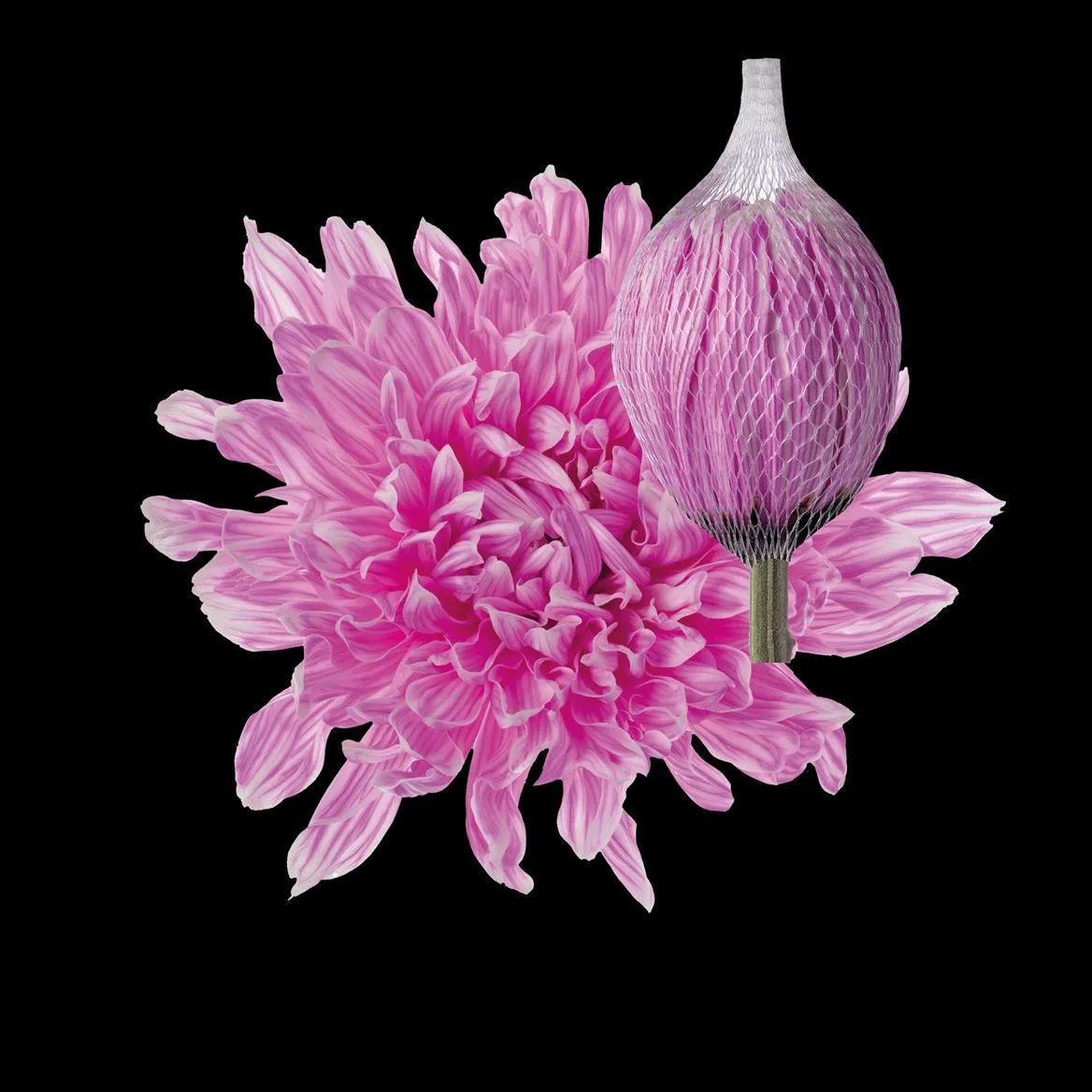 Chryzantéma veľkokvetá Antonov Pastel Cerise • 70 cm
