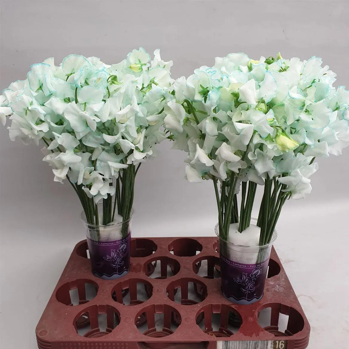 Hrachor farbený Iceblue Magic • 35 cm