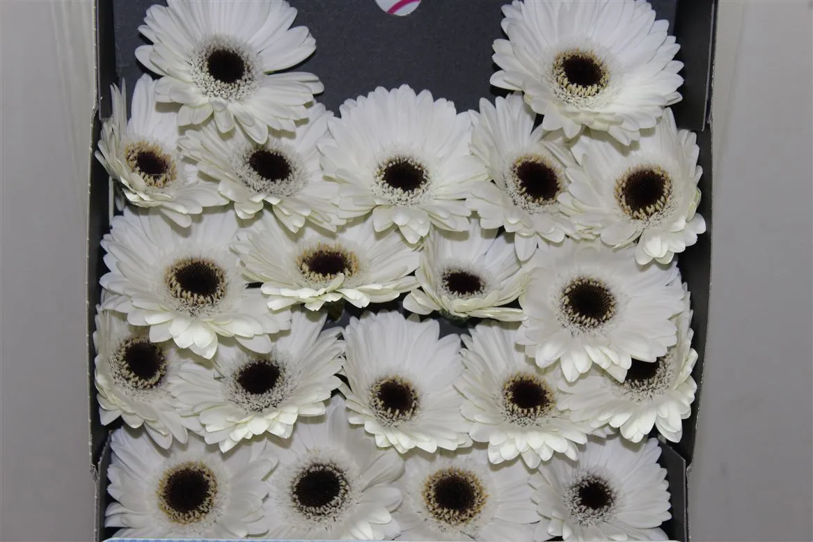 Germini Diamond Lido • 55 cm