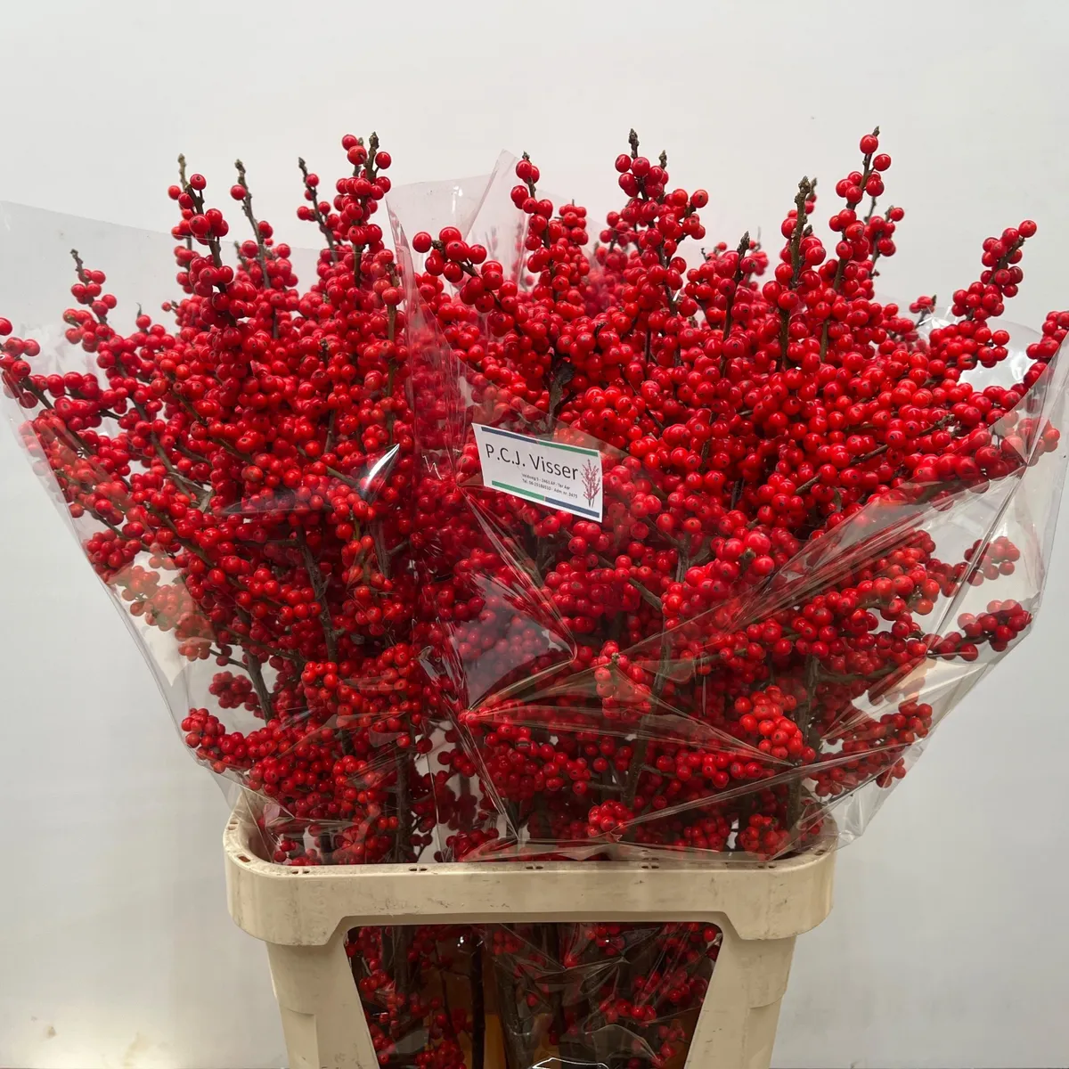Ilex Ve Rode Bes • 100 cm