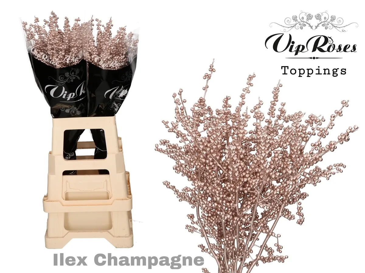 Ilex Champagne 80 Cm • 80 cm