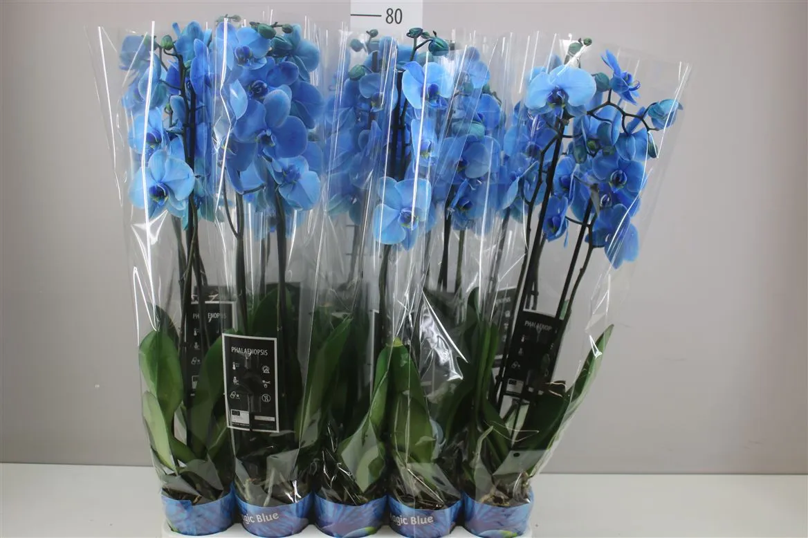 Orchidea Phalaenopsis Royal Blue, 2 výhony • črepník 12 cm