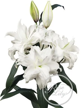Lil Or Roselily Angela ( Double) • 95 cm