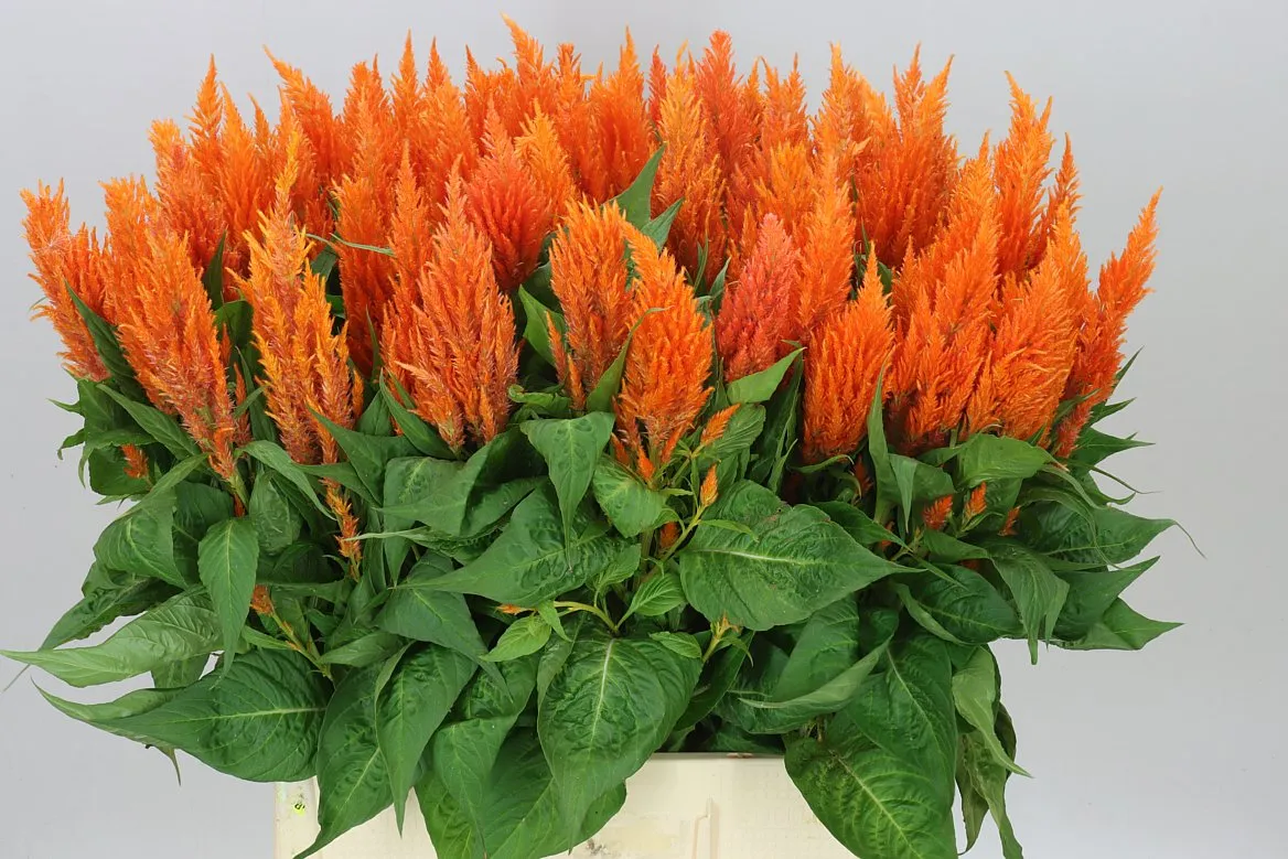 Celosia P Apricot Brandy • 70 cm