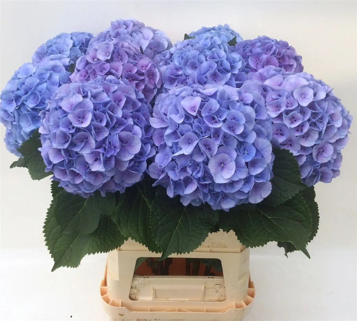 Hortenzia Mammoet Blue • 60 cm