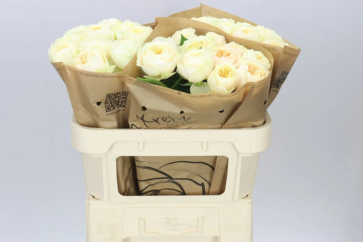 Rosa Gar Whitechapel! • 70 cm