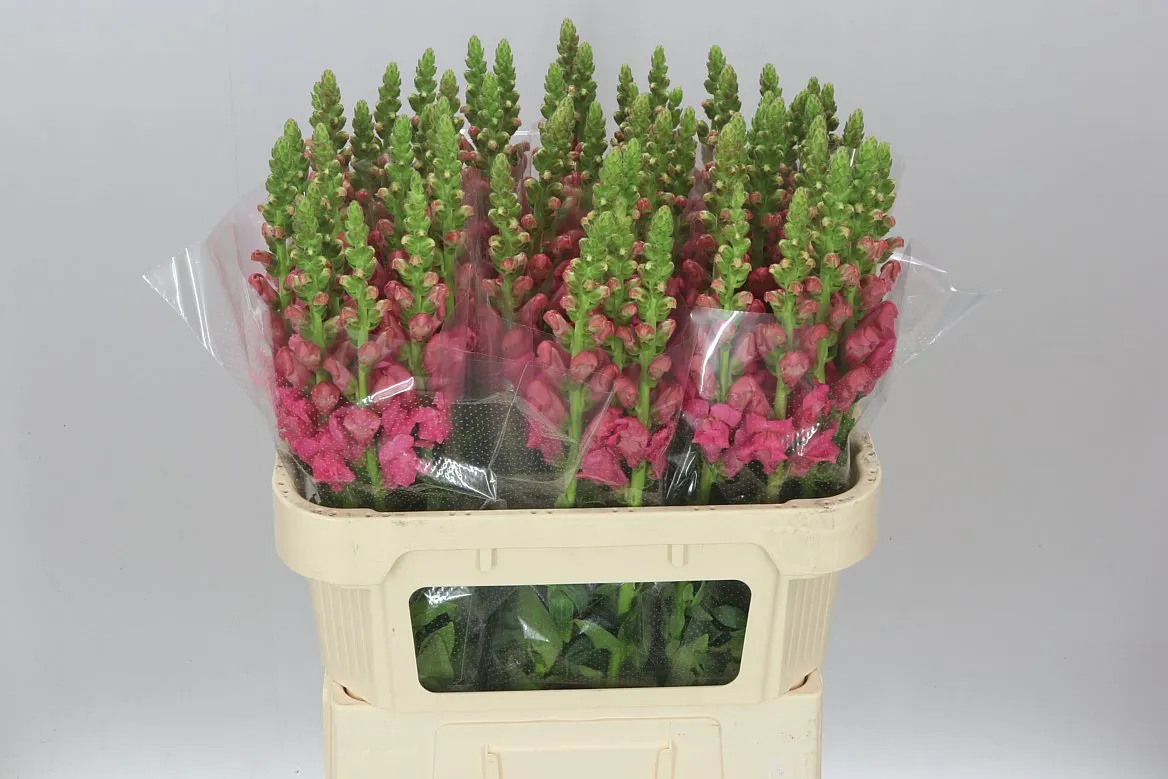 Papuľka Pink Dark • 75 cm