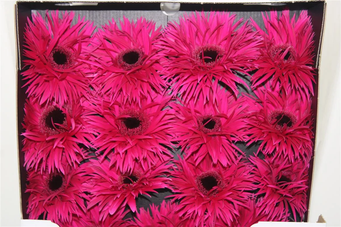 Gerbera Diamond Spider Fantasia • 55 cm