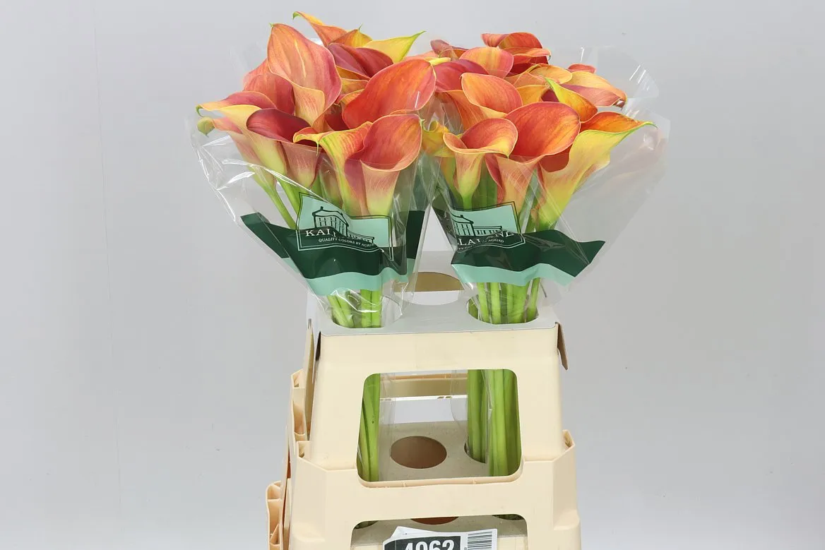 Kala Merengue • 65 cm