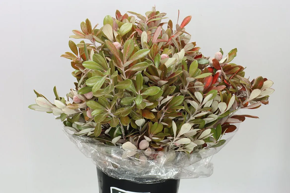 Pittosporum Ralphi Red • 50 cm
