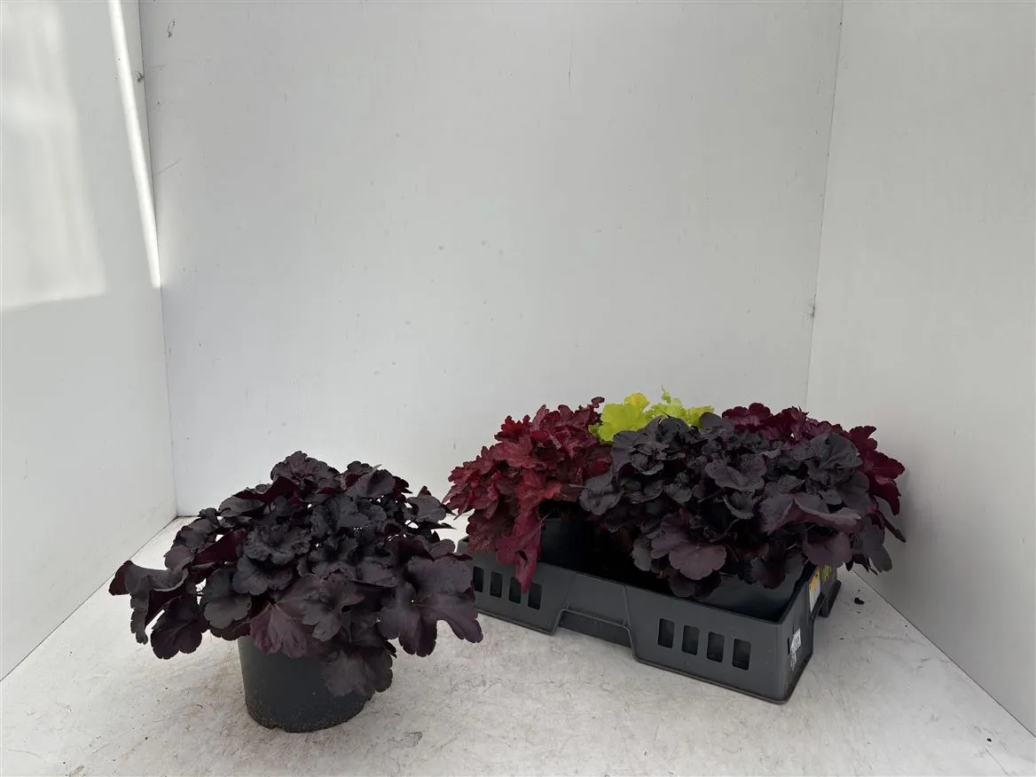 Heucherella Leaf Design mix • črepník 19 cm