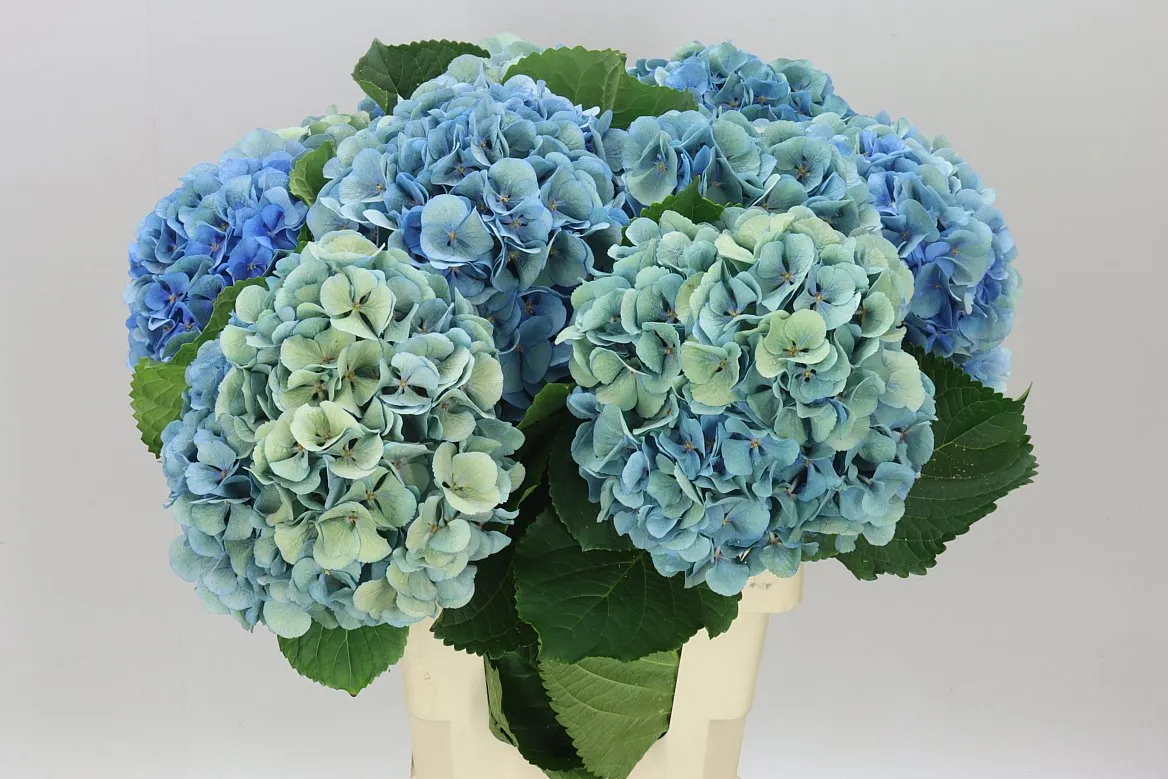 Hyd Mammoet Blue Classic • 60 cm