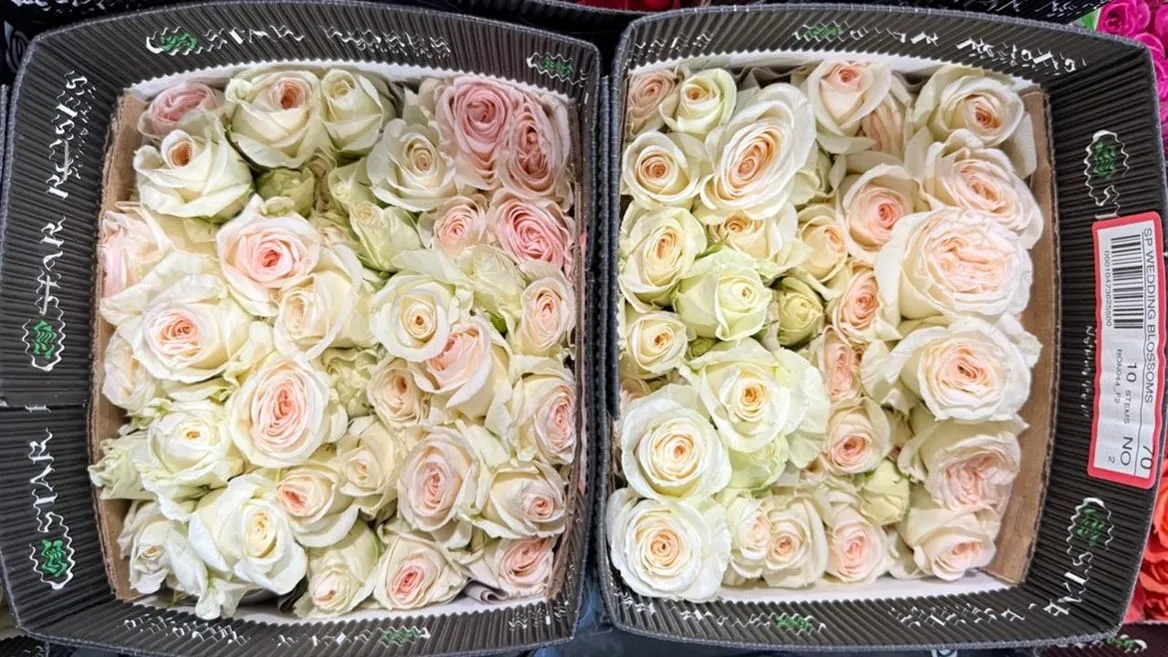Ruža trsová Wedding Blossoms, Ekvádor • 40 cm
