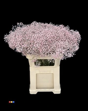 Gypsofila Xlence Light Pink • 80 cm