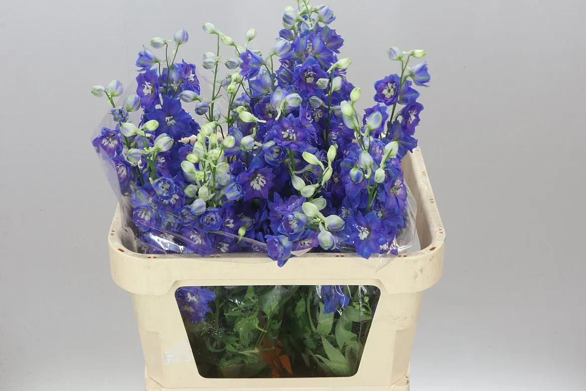 Stračonôžka Elatum Blue Emerald • 80 cm