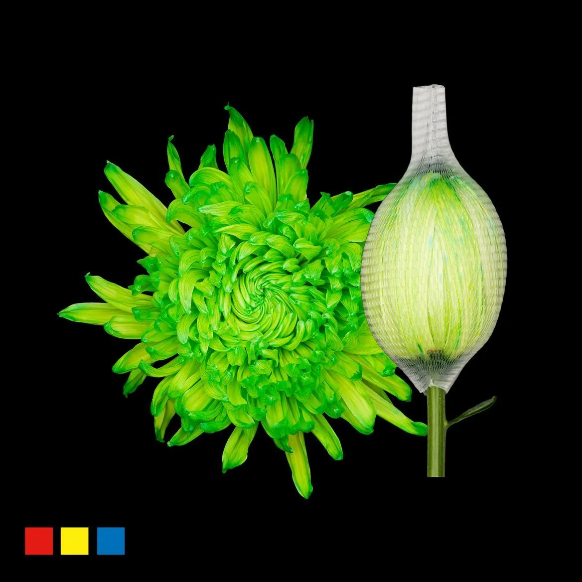 Chryzantéma veľkokvetá Stravina Green • 70 cm