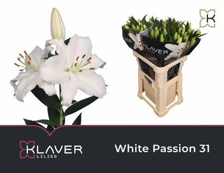 Ľalia orientálna White Passion • 90 cm