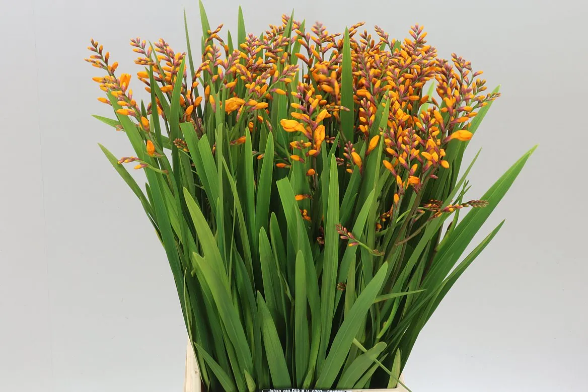 Crocosmia Ov Colombus • 60 cm