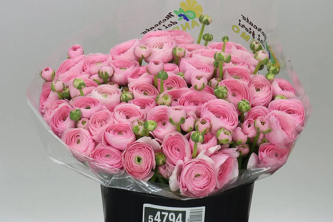 Iskerník . Kloon Xxl Hanoi Pink • 40 cm