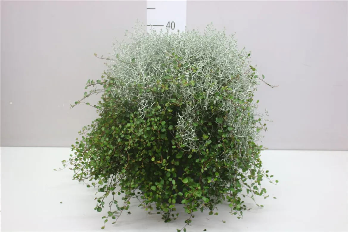 Calocephalus/muehlenbeckia Xxl • črepník 27 cm
