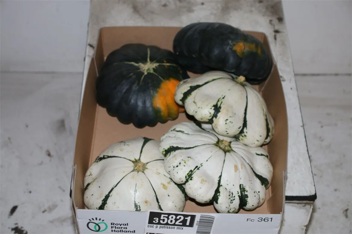 Cuc P Patisson Mix