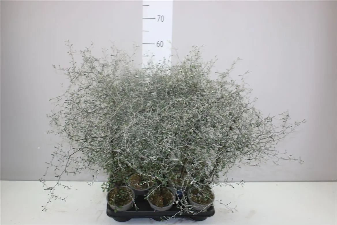 Corokia Cotoneaster • črepník 11 cm
