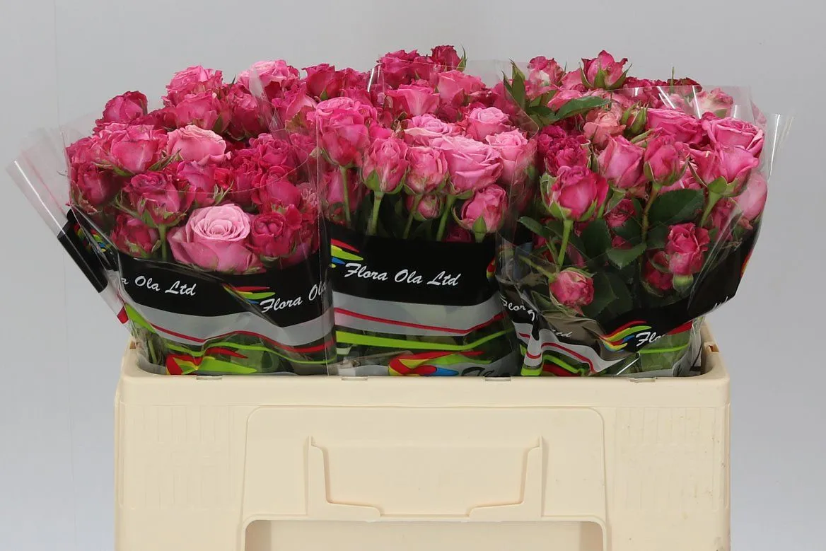 Rosa Tr Lady Bombastic • 50 cm