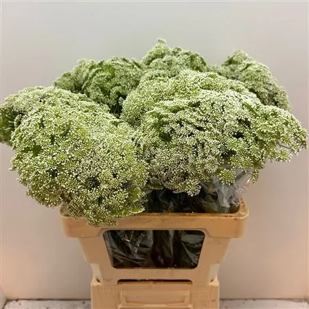 Ammi Vi Casablanca • 60 cm