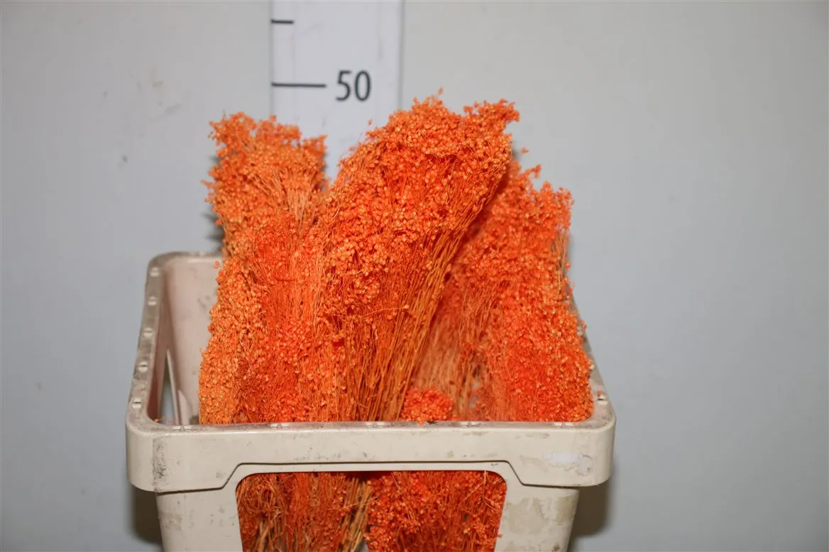 Broom oranžové Bunch, sušené • 50 cm